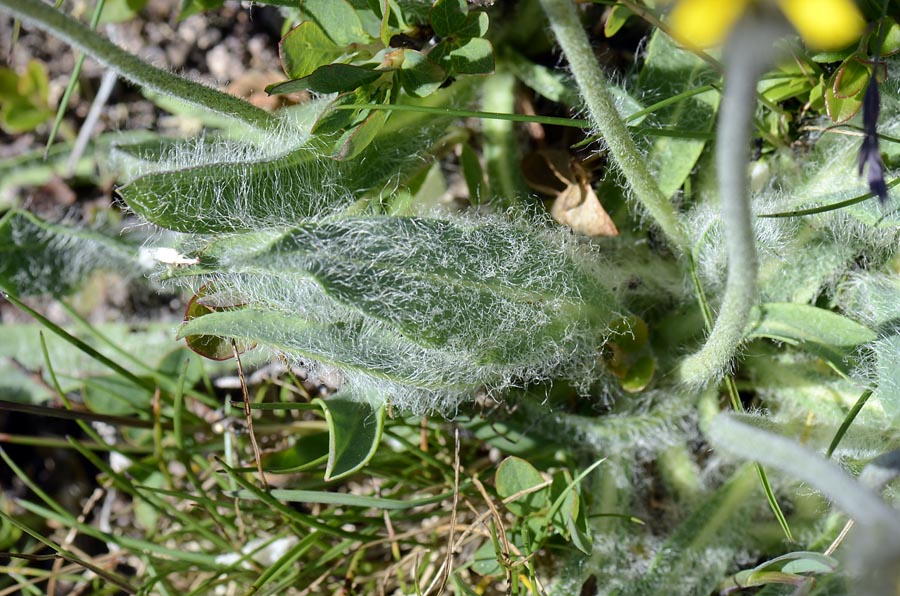 Hieracium piliferum / Sparviere peloso